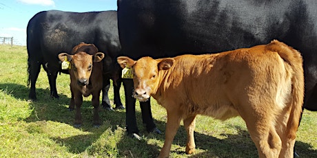 Cattle Health Management - CALVING
