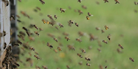 Beginner Beekeeping and Swarm Control