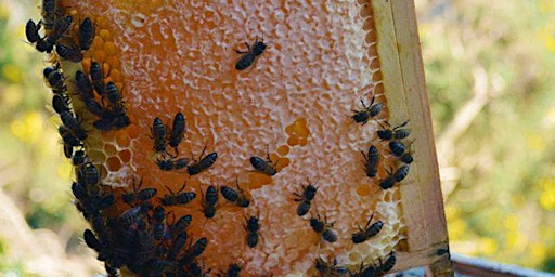 Hauptbild für Beekeeping Series: Honey Extraction