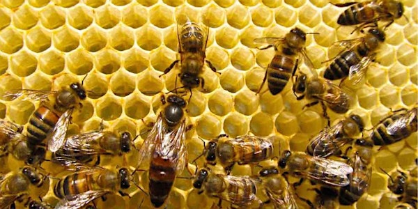 All-Ages Workshop: The Wonders of Beeswax with Alvéole