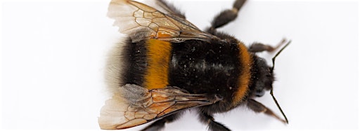 Bild für die Sammlung "Bees"