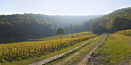 Paul's "Tour de Bourgogne" Wine Tasting primary image