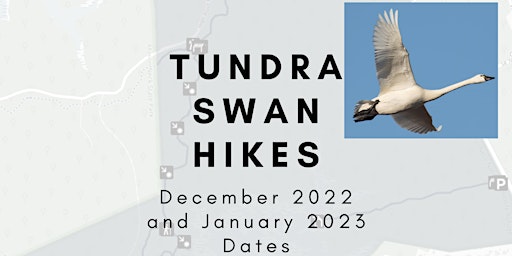 Tundra Swan Hikes at Woodmarsh Trail