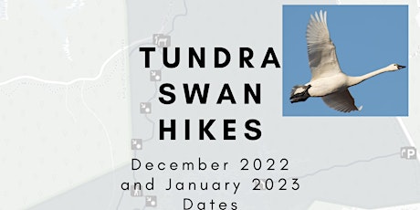Tundra Swan Hikes - (Fully Accessible Trail) Great Marsh Trail