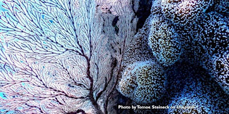 Christmas Corals and Santa Claws: Winter Wildlife Underwater Livestream