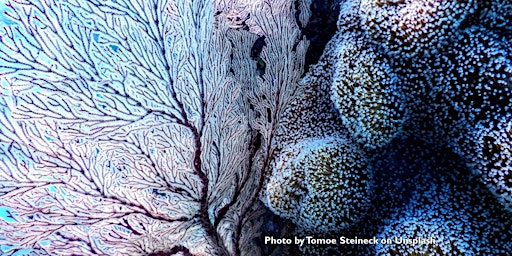 Christmas Corals and Santa Claws: Winter Wildlife Underwater Livestream