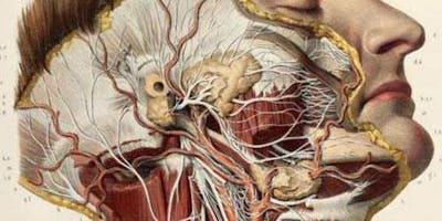 event in Seattle: Neurofascial Approach to Jaw Pain (1/2 IntraOral)