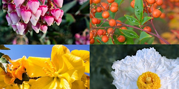 Four Seasons of Color with California Natives with Lili Singer