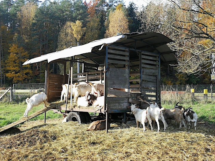 Ziege kommt nicht nur in den Käseladen - SlowFood Frankfurt feiert 25-Jahre: Bild 