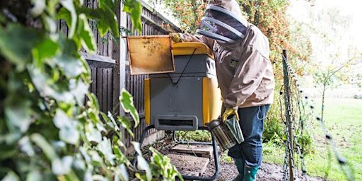 Primaire afbeelding van Full Day Bee Keeping - Saturdays
