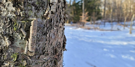 Early Winter Tree ID