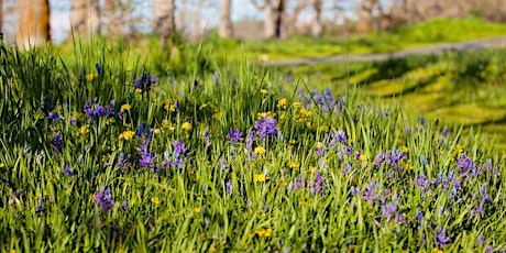 Converting a Lawn to a Native Plant Meadow