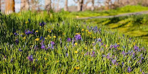 Converting a Lawn to a Native Plant Meadow