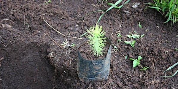 Investing in the long-term sustainability of forest-related enterprises