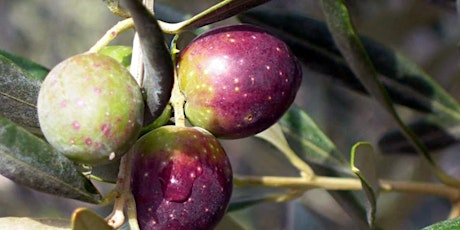 Immagine principale di Valorizzazione e promozione dell’oliva Itrana 