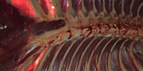 Whole Horse Dissection primary image