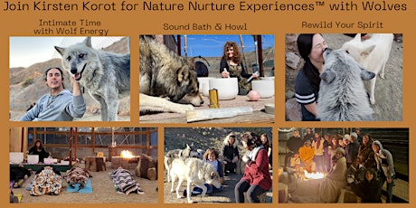 Hauptbild für Nature Nurture Experience  with Wolves  with Kirsten Korot & the Apex Pack