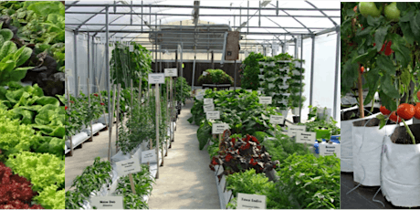 Greenhouse and Outdoor Hydroponics Short Course for Teachers primary image