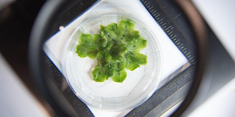 Tools of the Trade: Aseptic (Sterile) Plant Tissue Culture [Monthly Series]