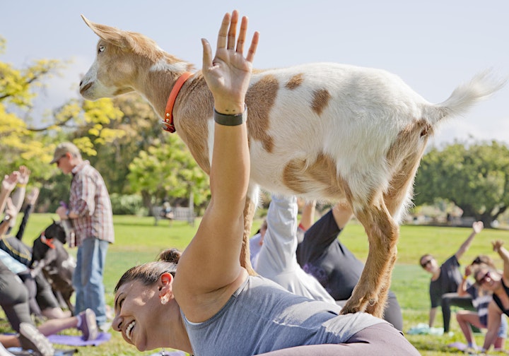 Goat Yoga at Castle Green in Pasadena 10am SOLD OUT! 11am JUST ADDED! image