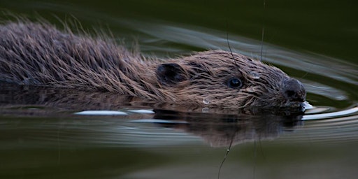 Practical Re-wilding primary image