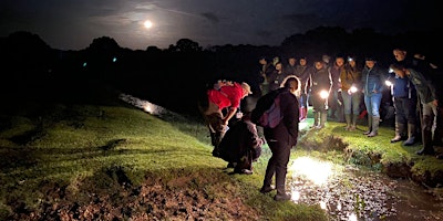 Great Crested Newts (New Forest) - Ecology, Survey and Licensing primary image