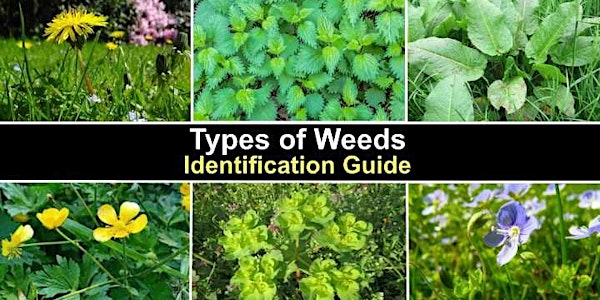Weeds In Ag Best Practices To Identify