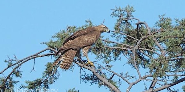 Raptors with Larry Broderick at Skaggs Island 3-4-18