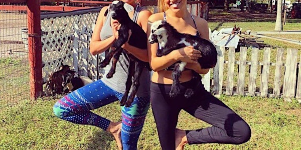 Goat Yoga in Sarasota
