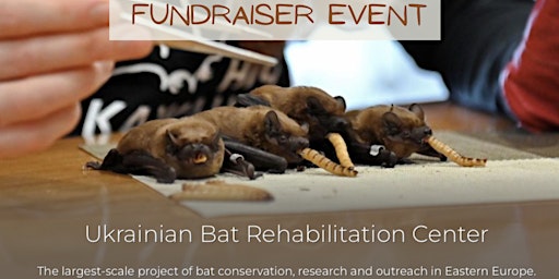 Bat Rehabilitation in Wartime with the Ukrainian Bat Rehabilitation Centre