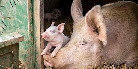 Imagem principal de Sustainable Livestock and the National Pig Centre