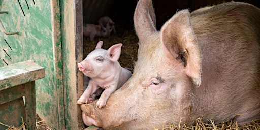 Sustainable Livestock and the National Pig Centre