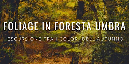 Foliage in Foresta Umbra | Escursione tra i Colori dell'Autunno