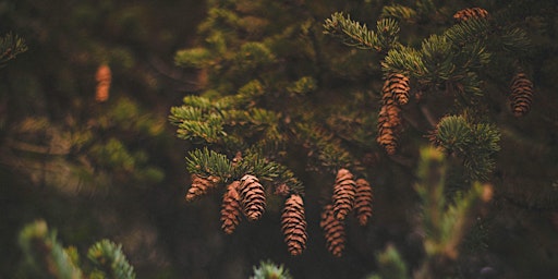 Beginner’s Tree Ecology & ID: Conifer Edition