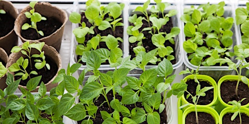 Starting Vegetable Seeds Indoors