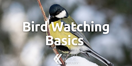 Bird Watching Basics
