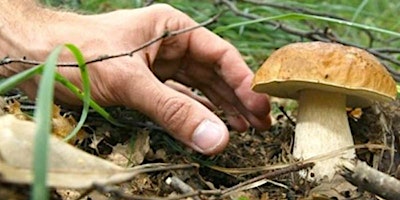 Permesso Raccolta Funghi a Pagamento - Schifanoia - Mugello primary image