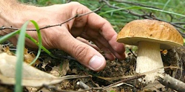 Permesso Raccolta Funghi a Pagamento - Schifanoia - Mugello