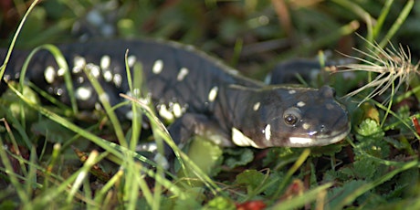 The Secret Lives of Tiger Salamanders!