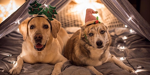 Happy Pawlidays Photos With Your Pet!