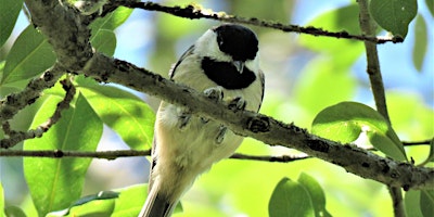 Imagem principal de Beginner Bird Walk: Bethine Church River Trail