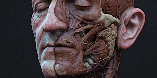 Hauptbild für 2024 Applied Anatomy for Facial Aesthetics: A Cadaver Dissection Course- MA