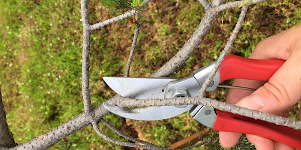 Introduction to Aesthetic Pruning
