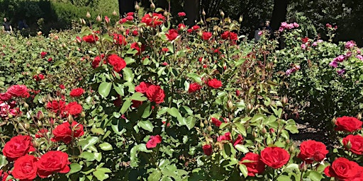 Rose Pruning & Care