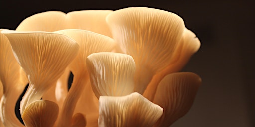 Grow Your Own Mushrooms primary image
