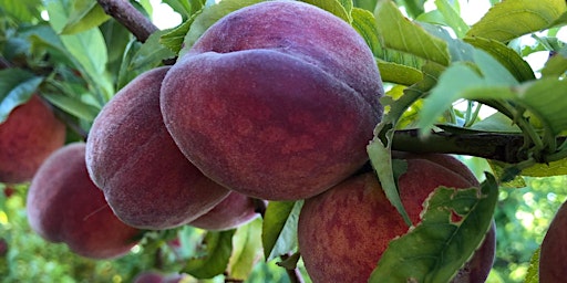 Peach and Nectarine Tree Care & Pruning