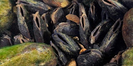 Conservation and the future for freshwater pearl mussels in Scotland