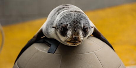 Marine Mammal Monday: Seal and Sea Lion Superstars of 2022