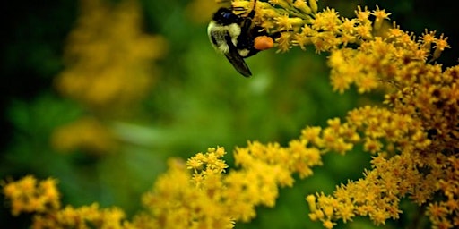 SEMSEMÍYE: Indigenous Pollinator Stories  primärbild