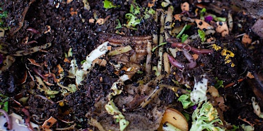 FREE Workshop Worm Composting primary image